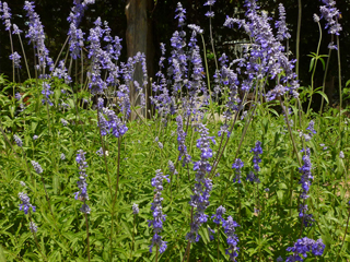 Salvia farinacea (Mealy blue sage)