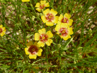 Linum hudsonioides (Texas flax)