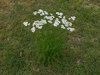 Achillea millefolium (Common yarrow)