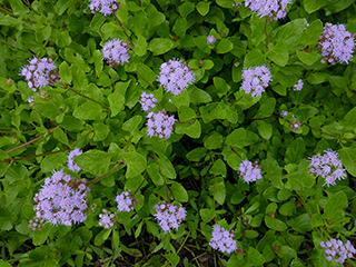 Conoclinium betonicifolium (Betonyleaf thoroughwort)