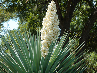 Yucca treculeana (Spanish dagger)