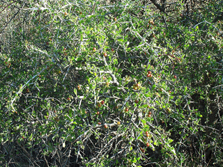 Condalia viridis (Green snakewood)