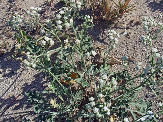 Parthenium incanum (Mariola)