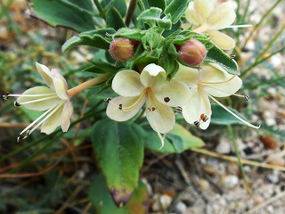 Tetraclea coulteri (Coulter's wrinklefruit)