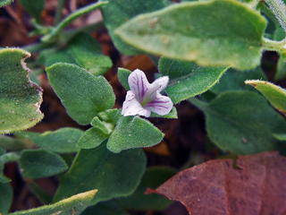Carlowrightia texana (Texas wrightwort)
