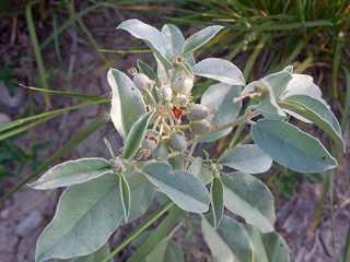 Croton pottsii (Leatherweed)
