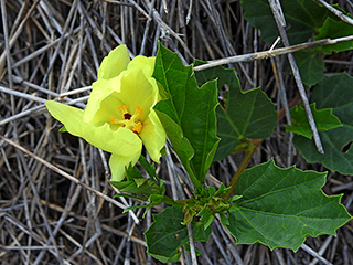Cienfuegosia drummondii (Yellow flymallow)
