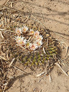 Mammillaria heyderi var. hemisphaerica (Little nipple cactus)