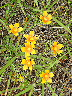 Linum berlandieri (Berlandier's yellow flax)