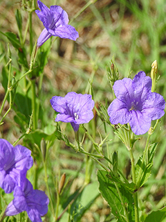 Ruellia nudiflora (Violet ruellia)