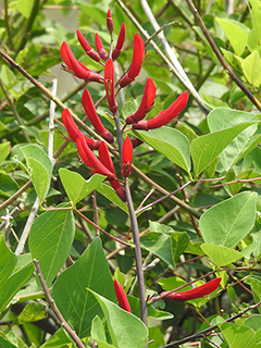 Erythrina herbacea (Coralbean)