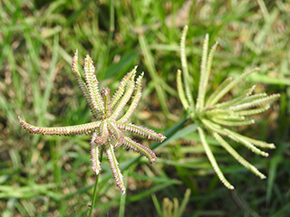 Chloris cucullata (Hooded windmill grass)