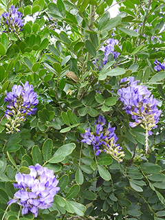 Sophora secundiflora (Texas mountain laurel)