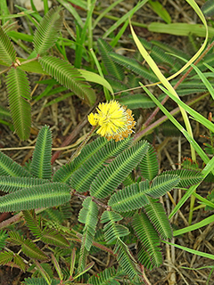 Neptunia pubescens (Tropical puff)
