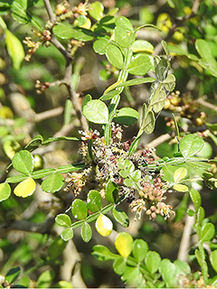 Zanthoxylum fagara (Lime prickly ash)