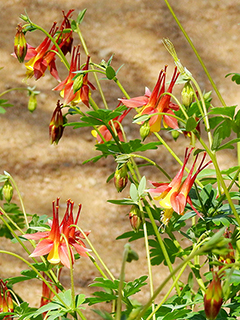 Aquilegia canadensis (Eastern red columbine)