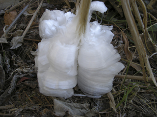 Verbesina virginica (Frostweed)
