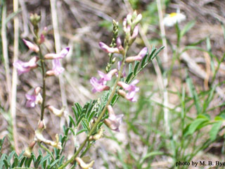 Astragalus flexuosus (Flexile milkvetch)