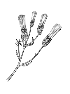Baccharis texana (Prairie false willow)