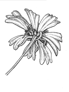Helenium amarum var. amarum (Yellow bitterweed)