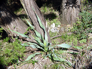 Yucca rupicola (Twistleaf yucca)