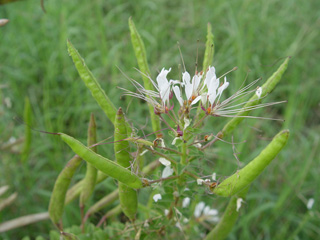 Polanisia dodecandra (Redwhisker clammyweed)