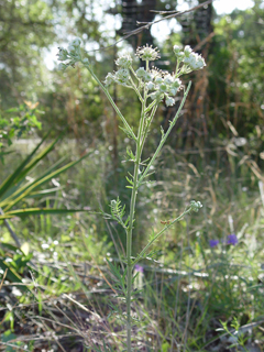 Hymenopappus scabiosaeus (Carolina woollywhite)