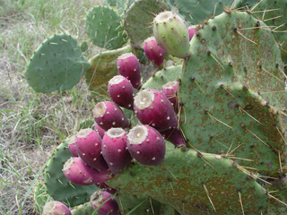 Opuntia engelmannii (Cactus apple)
