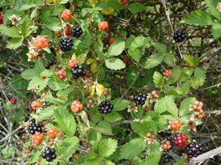 Rubus trivialis (Southern dewberry)