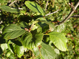 Alnus viridis ssp. sinuata (Sitka alder)