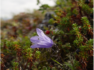 Campanula lasiocarpa (Mountain harebell)