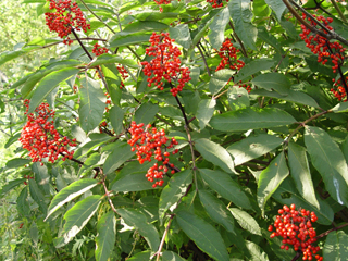 Sambucus racemosa (Red elderberry)