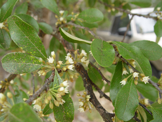 Sideroxylon lanuginosum ssp. rigidum (Gum bully)