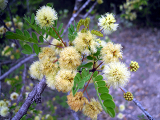 Senegalia roemeriana (Roemer acacia)