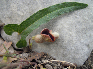 Aristolochia serpentaria (Virginia snakeroot)
