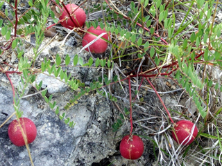 Astragalus crassicarpus var. berlandieri (Berlandier's groundplum)