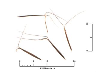 Aristida lanosa (Woollysheath threeawn)