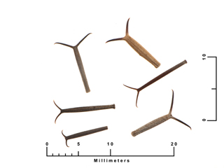 Dicranocarpus parviflorus (Pitchfork)