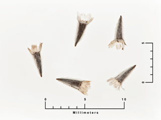 Schkuhria pinnata var. guatemalensis (Wislizenus' false threadleaf)