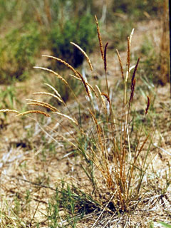 Koeleria macrantha (Prairie junegrass)