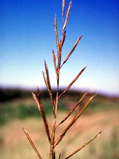 Spartina pectinata (Prairie cordgrass)