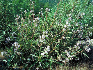 Eriodictyon californicum (California yerba santa)
