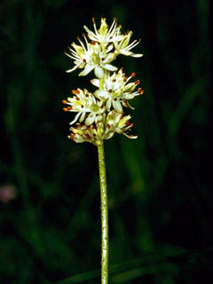 Tofieldia pusilla (Scotch false asphodel)