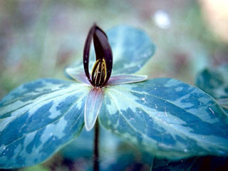 Trillium gracile (Slender trillium)