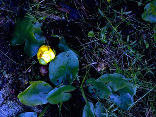 Nuphar lutea ssp. pumila (Yellow pond-lily)