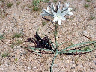 Hesperocallis undulata (Desert lily)