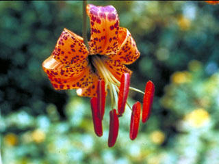 Lilium humboldtii (Humboldt lily)