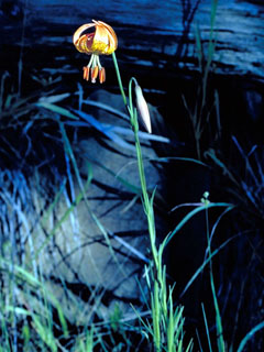 Lilium maritimum (Coast lily)