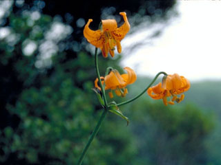 Lilium occidentale (Western lily)
