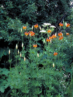 Lilium pardalinum (Leopard lily)